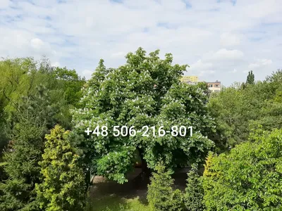 bezpośrednio wynajmę 62 m2, 4 pokoje Ursus blisko SKM PKP - miniatura 4