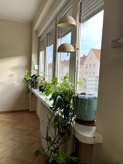 Biuro / Mieszkanie 74m2 Jeżyce od zaraz - miniatura 4