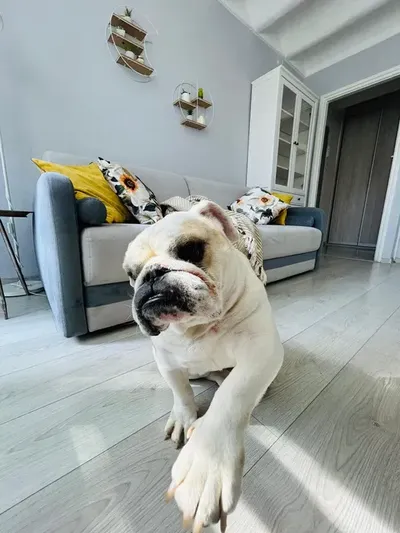 Komfortowe 2-pokojowe mieszkanie z balkonem | widok na SKY TOWER | ul. Gajowicka | Winda | Piwnica | PETS FRIENDLY - miniatura 3